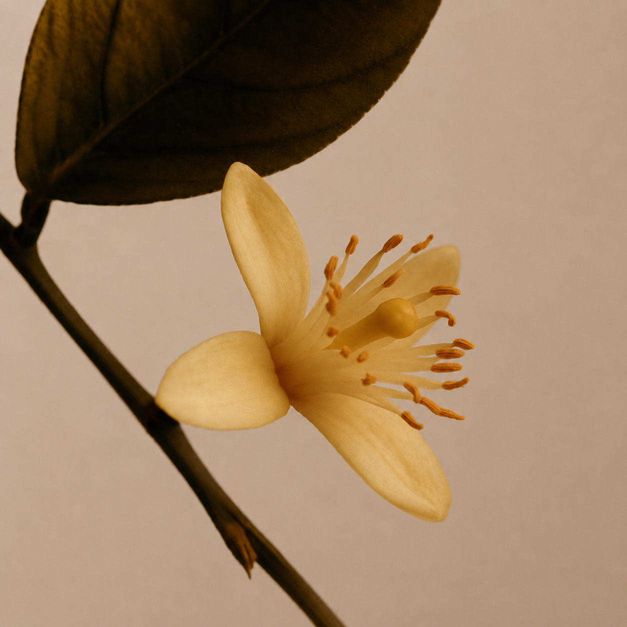 Natural Deodorant – Sandalwood